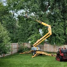 Best Leaf Removal  in Tonopah, NV