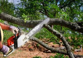  Tonopah, NV Tree Services Pros